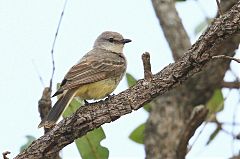 Chapada Flycatcher